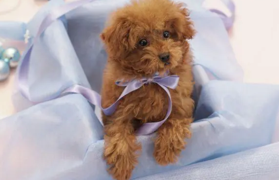 玩具贵宾犬多少钱一只