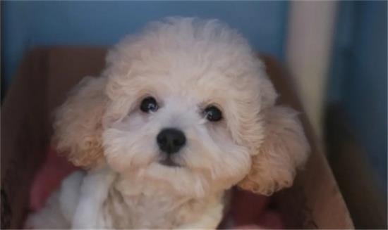 纯种贵宾犬和泰迪哪个好