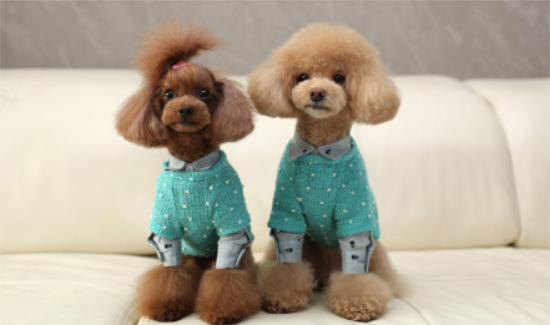 贵宾犬食量对照表