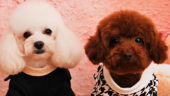 泰迪犬和贵宾有什么区别