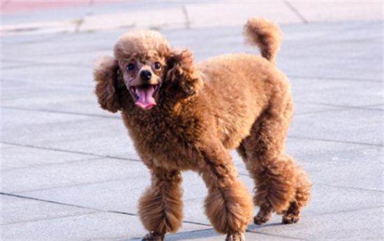 小体贵宾犬多少钱一只