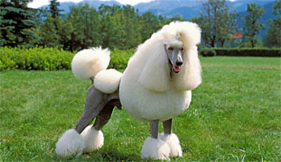 13斤贵宾犬一次吃多少狗粮