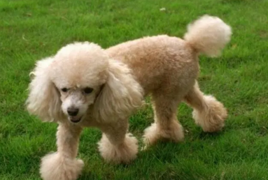 小型犬贵宾的样子