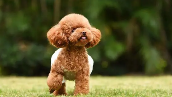 玩具贵宾犬的寿命多大