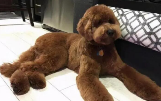 贵宾犬品种大全