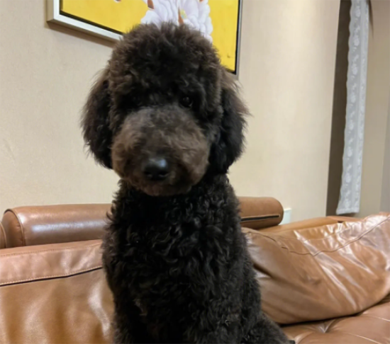 黑色巨贵犬多少钱一只