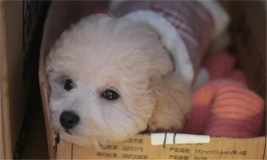 贵妇犬和泰迪有区别吗
