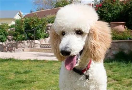 正宗贵宾犬图片欣赏