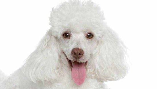 花贵宾犬图片欣赏
