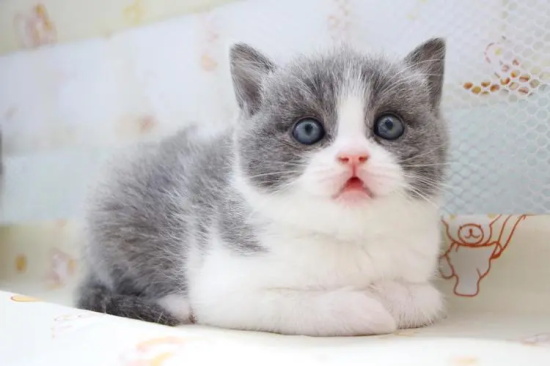 猫后背一抽一抽的 你有多久没为它驱虫了？