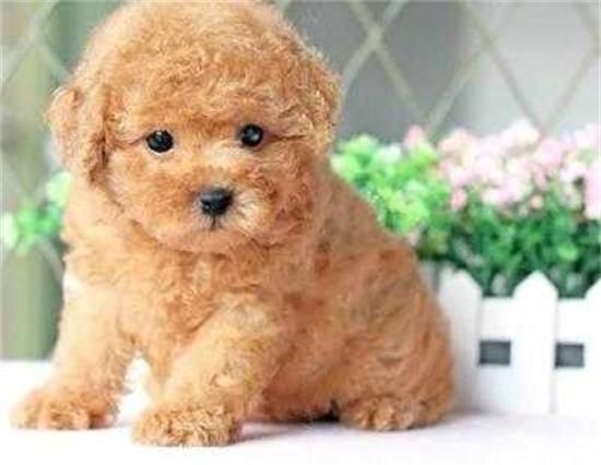 泰迪狗吃饭菜会怎么样？