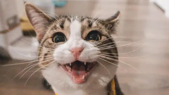 猫瘟传染成猫几率 尽量远离传染源吧