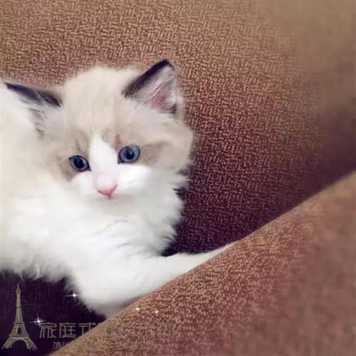 猫乳腺炎什么症状 该如何治疗