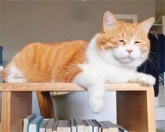 猫鼻气管炎是猫鼻支吗 看完你就知道了