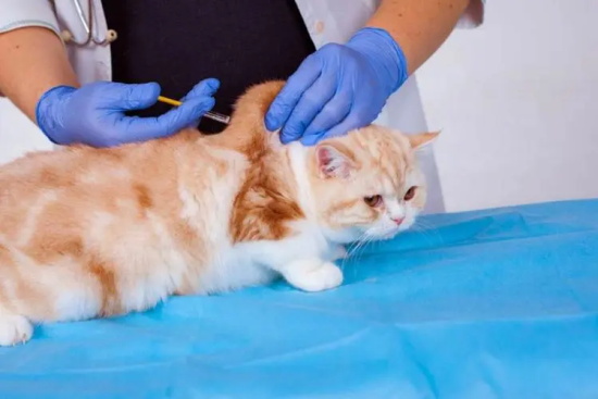 猫身体一抽一抽的 是怎么回事？