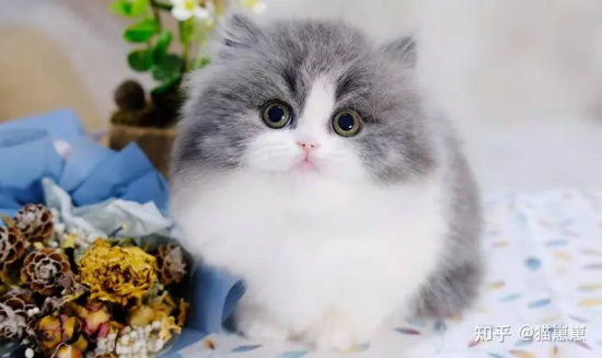 绝育的猫会乱跑吗 看完你就懂了！