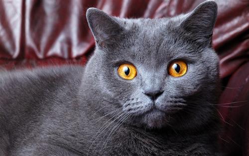 猫吃药后吐黄水