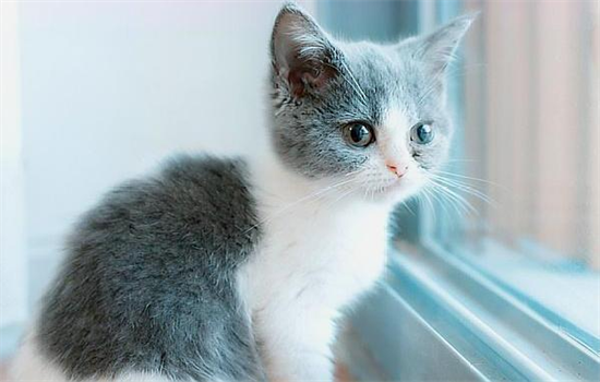 猫鼻支会自愈吗？ 切莫耽误治疗时间！！