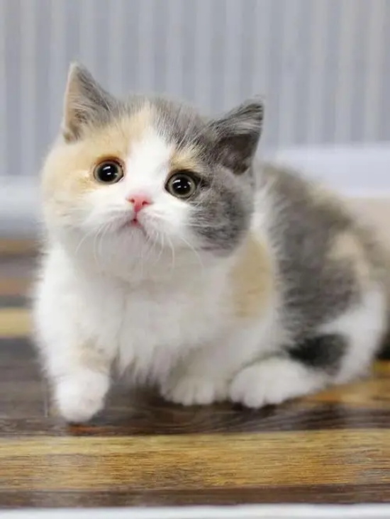 猫慢性口炎的初期症状 