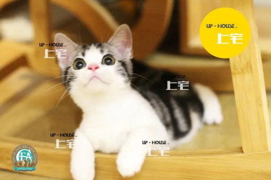 猫咪软便最后有一点血 你有多久没给它驱虫了？