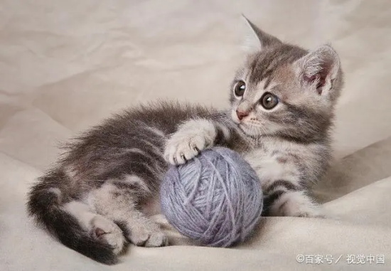 猫尿结石症状 如何预防猫咪尿结石？