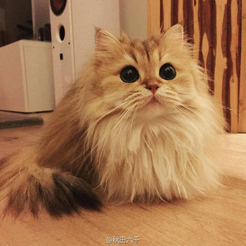 为什么猫不自觉漏屎 可能是膀胱炎！
