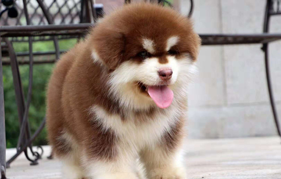 狗狗剃毛有什么注意事项