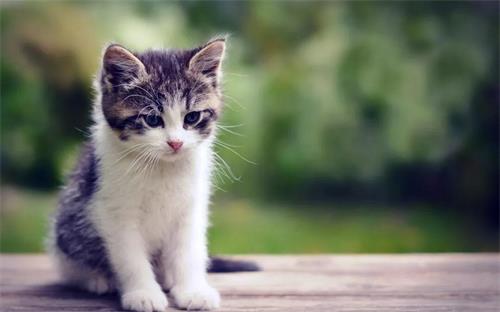 猫绝育后还愿意粘人吗