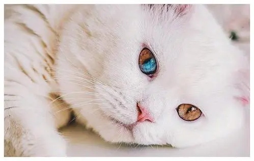 猫藓是什么真菌