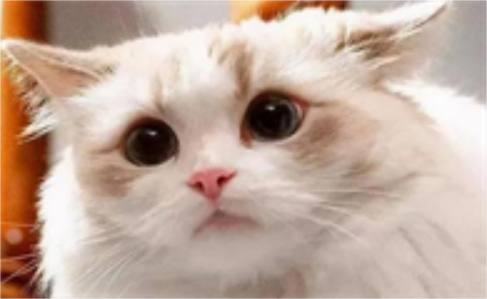 小猫感冒症状 别以为猫就不需要保暖