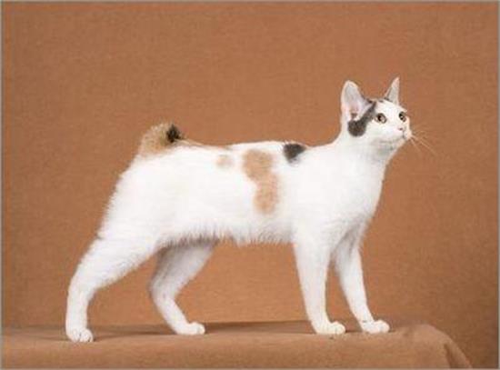 猫吃了2块德芙巧克力 如何紧急解毒？