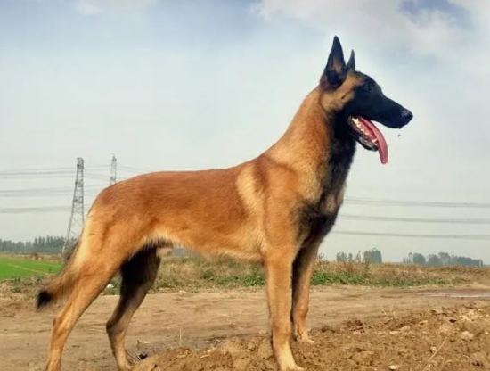 训练马犬的18个动作分别是什么？