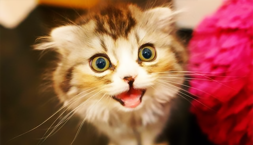 荧光绿毛一定是猫癣吗 