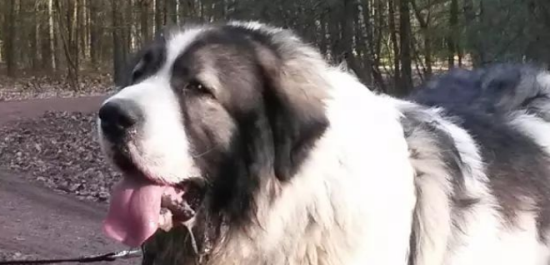 应激对警犬训练的影响