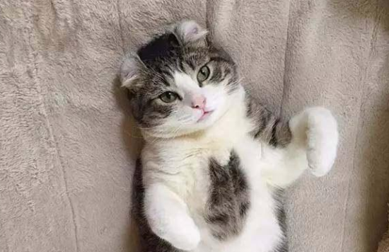 猫尿血什么原因引起的 