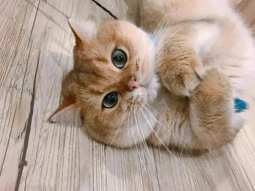 猫骨折了怎么办 千万别随意移动或者固定夹板！