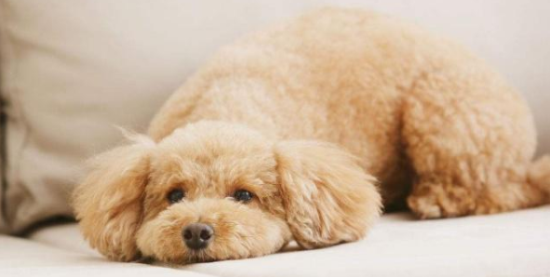 贵宾犬需要训练什么