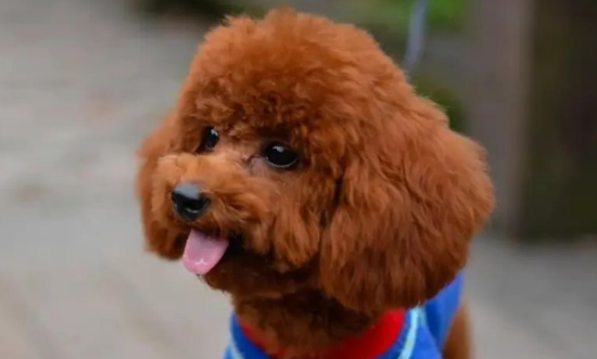 贵宾犬很常见，但是纯种贵宾的五个特征你真的了解吗