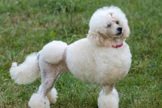 贵宾犬的修剪方法！