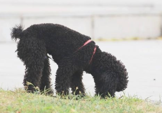 想养贵宾犬？劝你养灰黑色的！