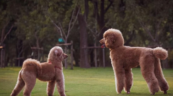 一文教会你，巨型贵宾犬怎么训练大小便？
