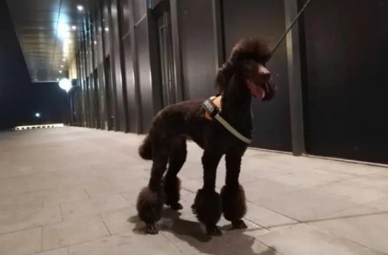 一文教会你，巨型贵宾犬怎么训练大小便？