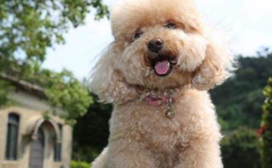 贵宾犬多大产仔