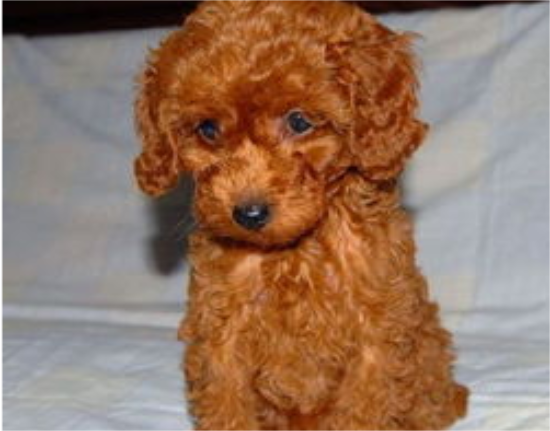 如何挑选健康的贵宾犬？