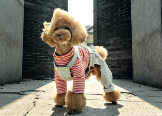 贵宾犬的训练方法，意想不到的简单