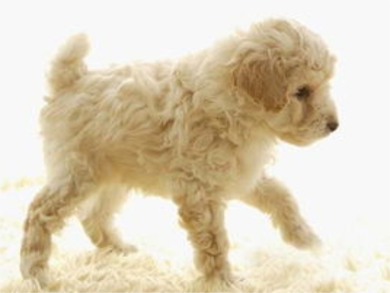 如何挑选健康的贵宾犬？