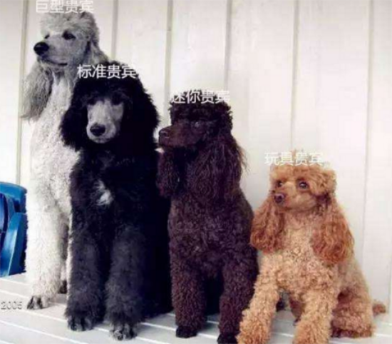 四种不同类型的贵宾犬，你更喜欢哪一种？