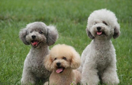 四种不同类型的贵宾犬，你更喜欢哪一种？