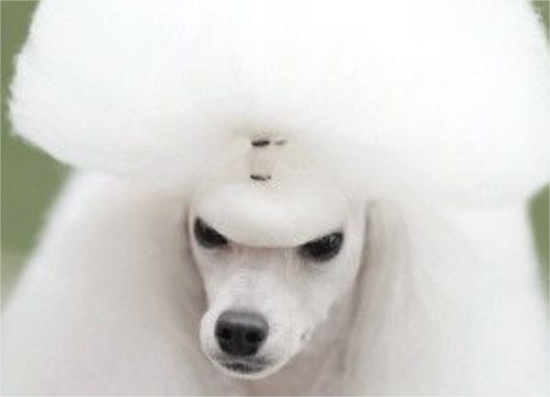今日科普：贵宾犬的美容护理方法大全