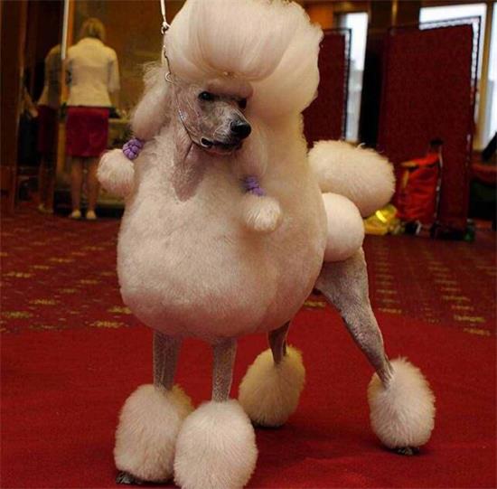 贵宾犬不能吃哪些东西？